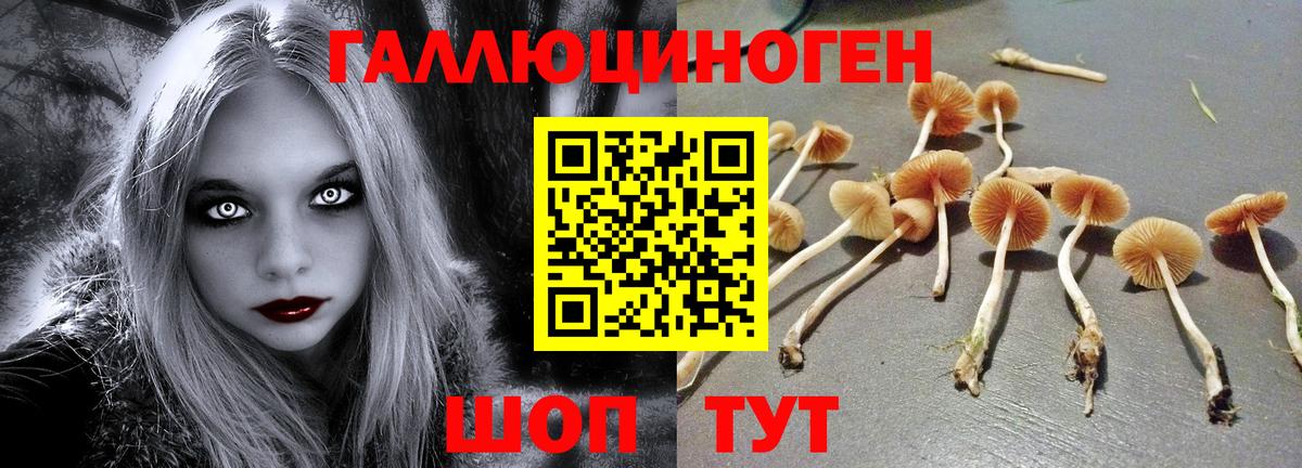где можно купить   Галлюциногенные грибы мухоморы  Вход с VPN  Заводоуковск 